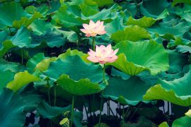 荷花池