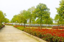 园区道路
