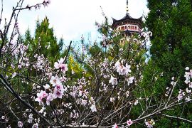 花花草草