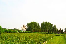 绿树草地