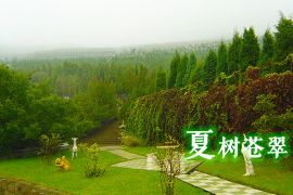 夏树苍翠