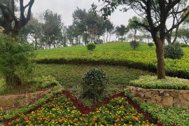 花团锦簇