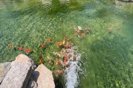 园区锦鲤