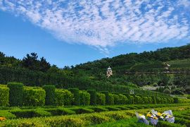 墓区风景