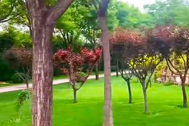 绿树草地