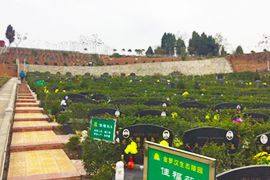 墓区图片