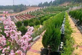墓区花草