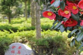 姹紫嫣红