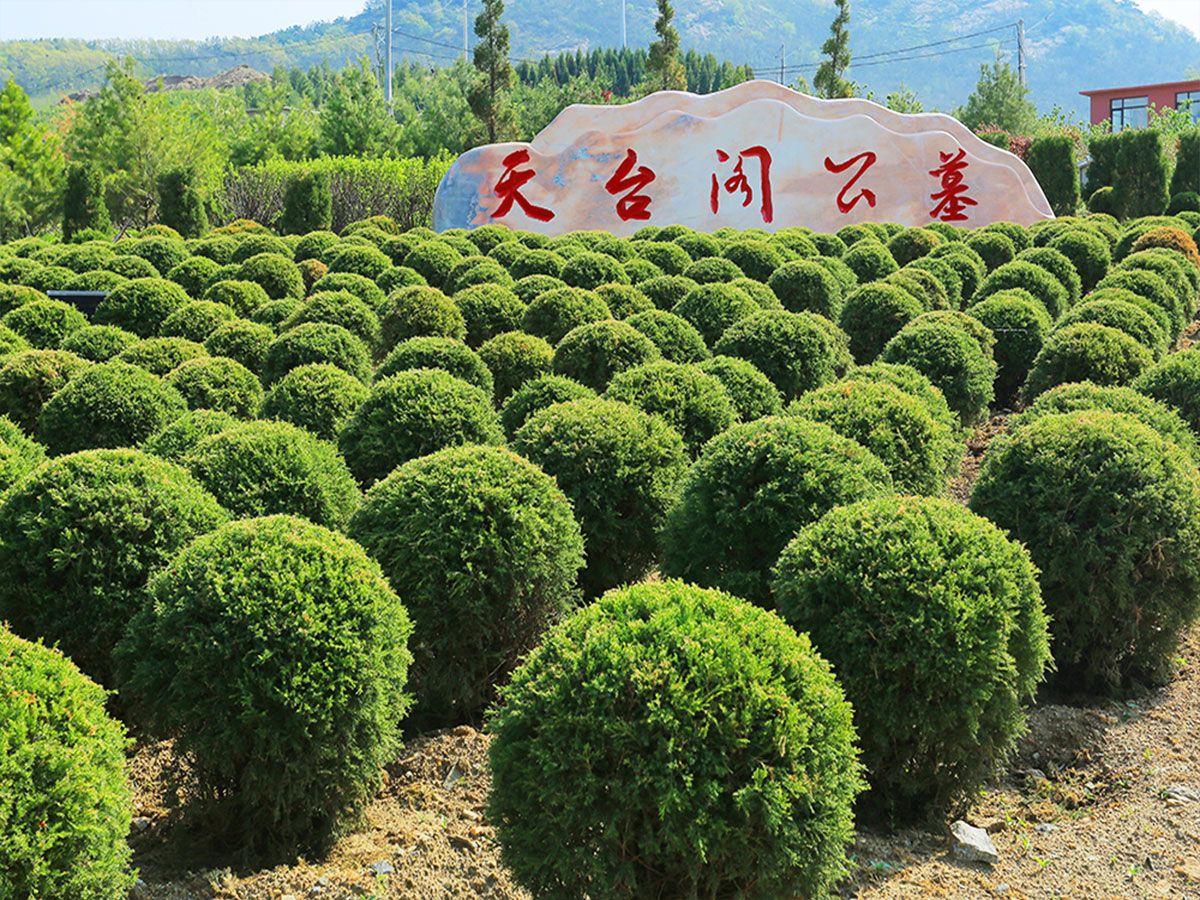 园区植被