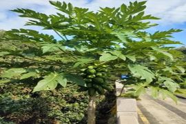 园区景色