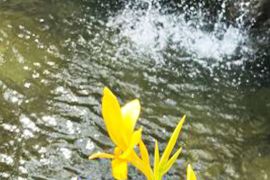 山明水秀
