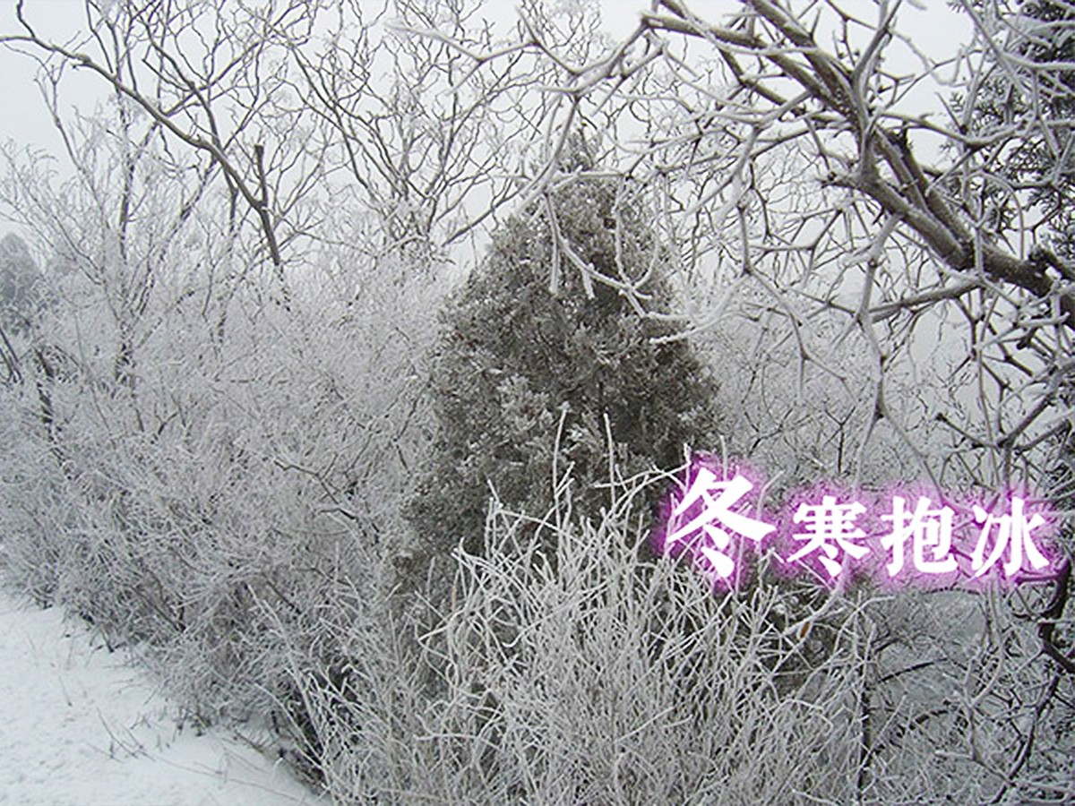 冬寒抱冰