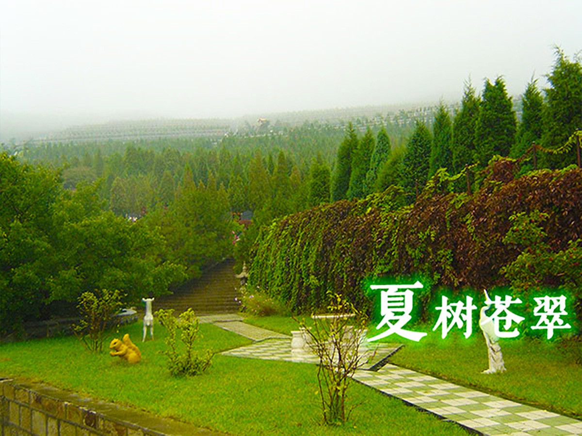 夏树苍翠