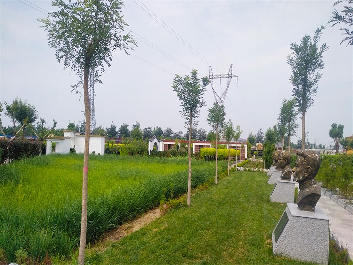 绿树草地