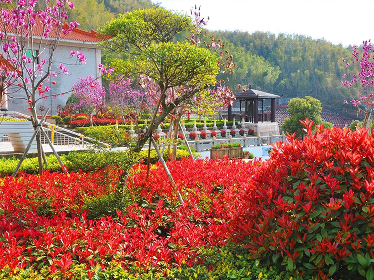 花团锦簇