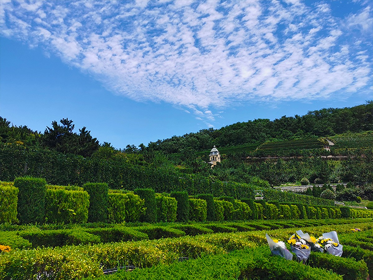 墓区风景
