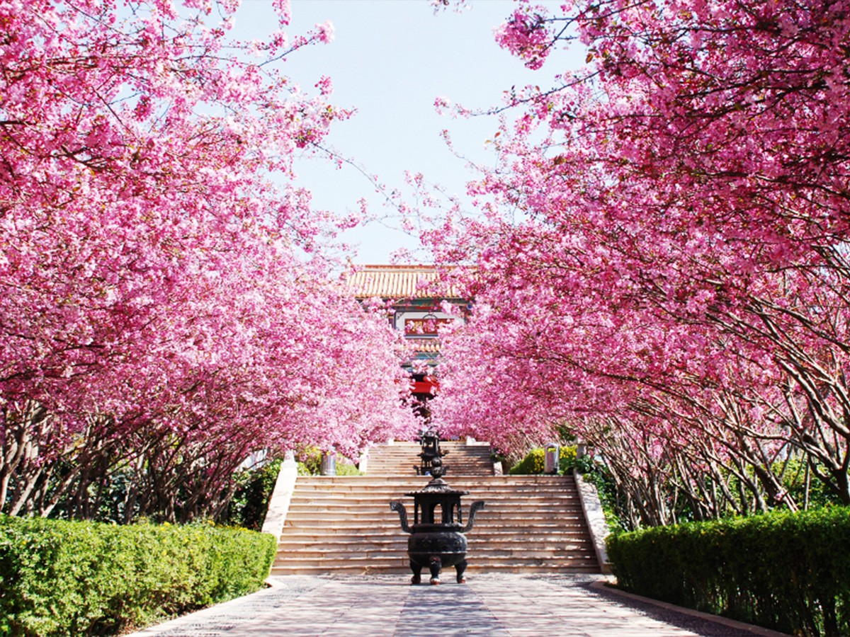 梅花小树