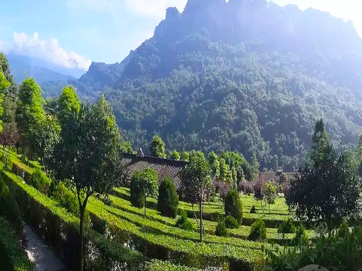 绿树草地