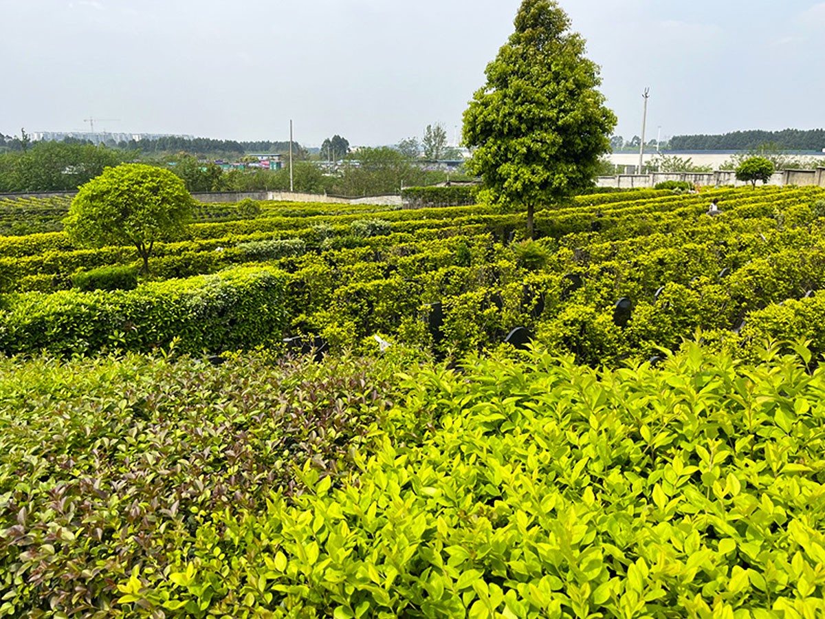 春日风景