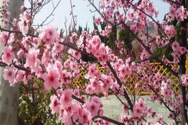 花团锦簇