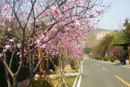 陵园主路