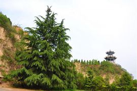 绿树草地