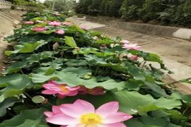 荷花荷叶