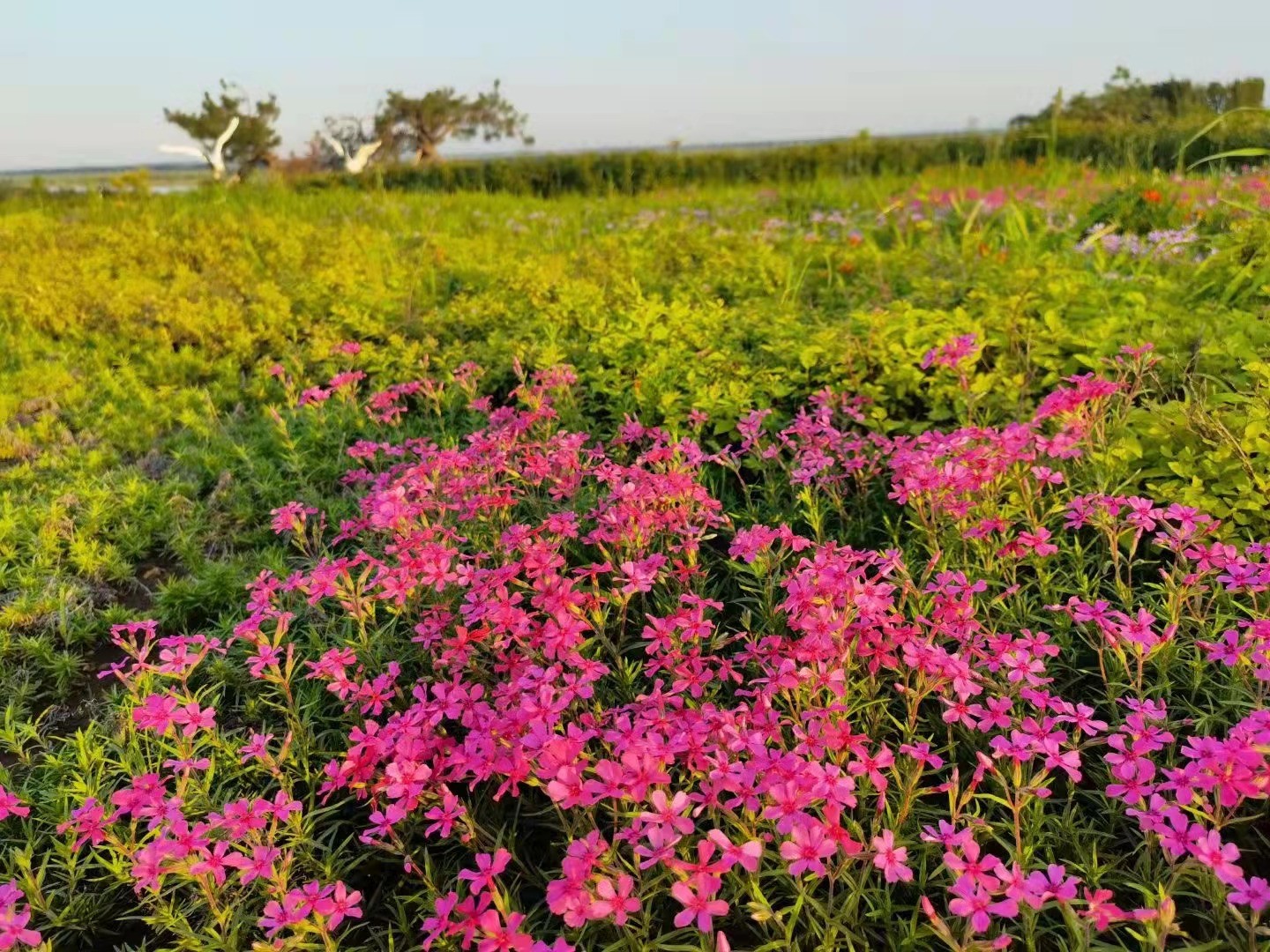 园区鲜花