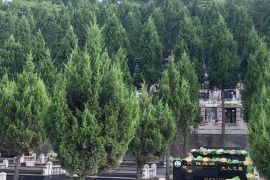 墓区绿化