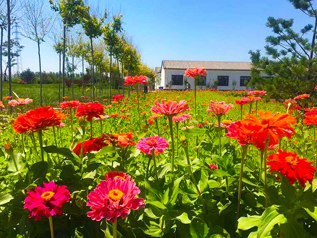 花团锦簇