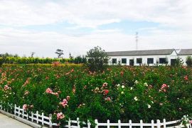 鸟语花香
