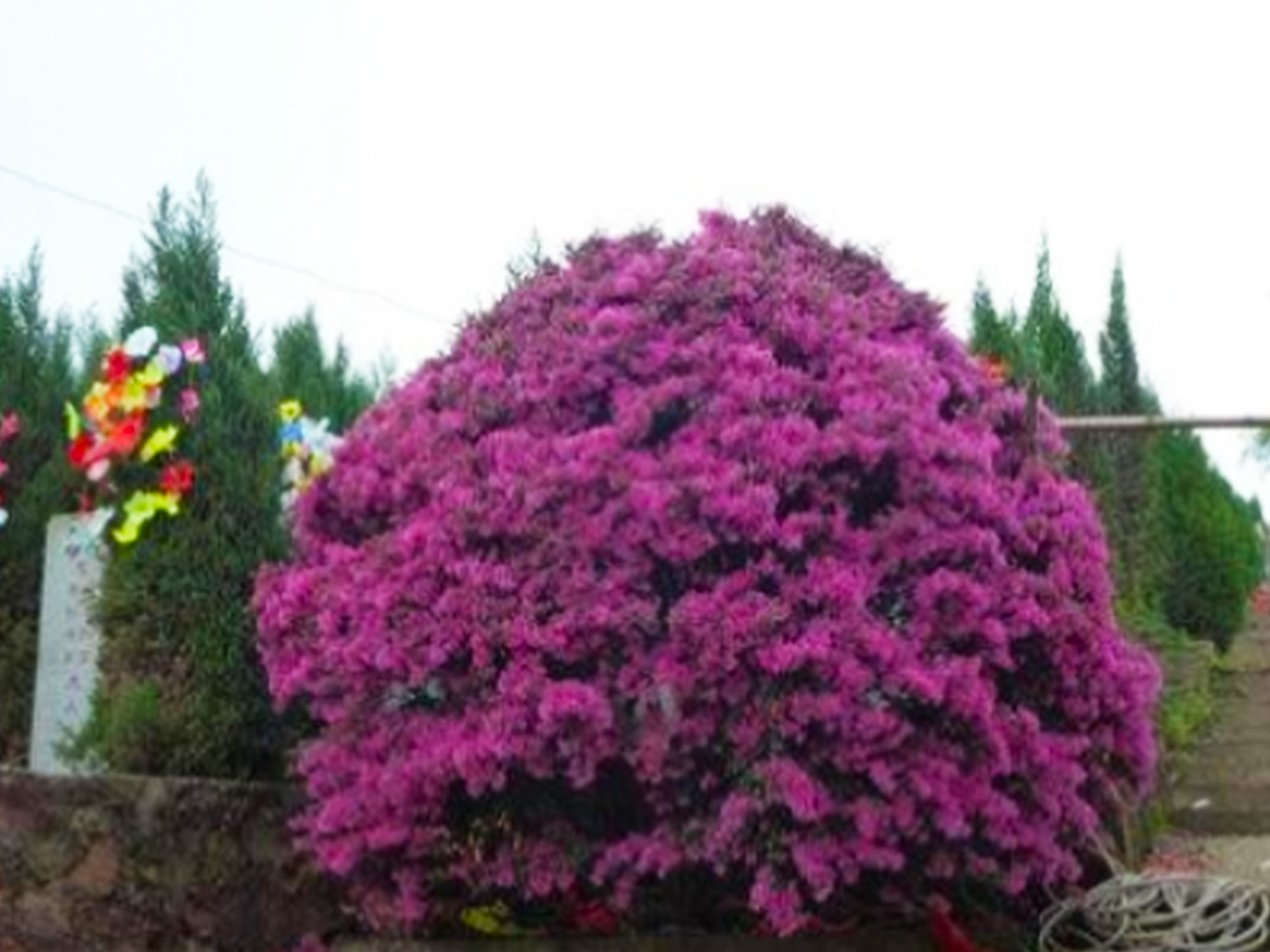 花团锦簇