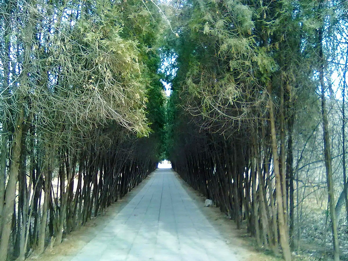 陵园小路