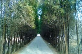 陵园小路