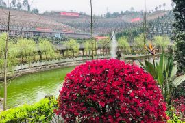花团锦簇