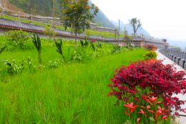 绿树草地