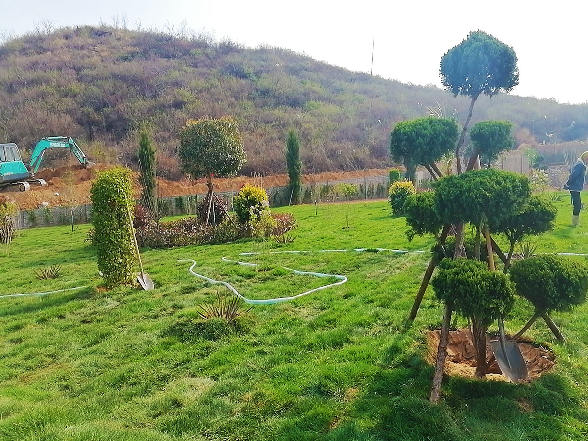 绿树草地