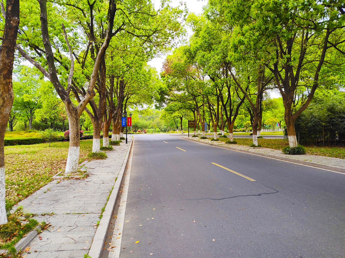 园区道路