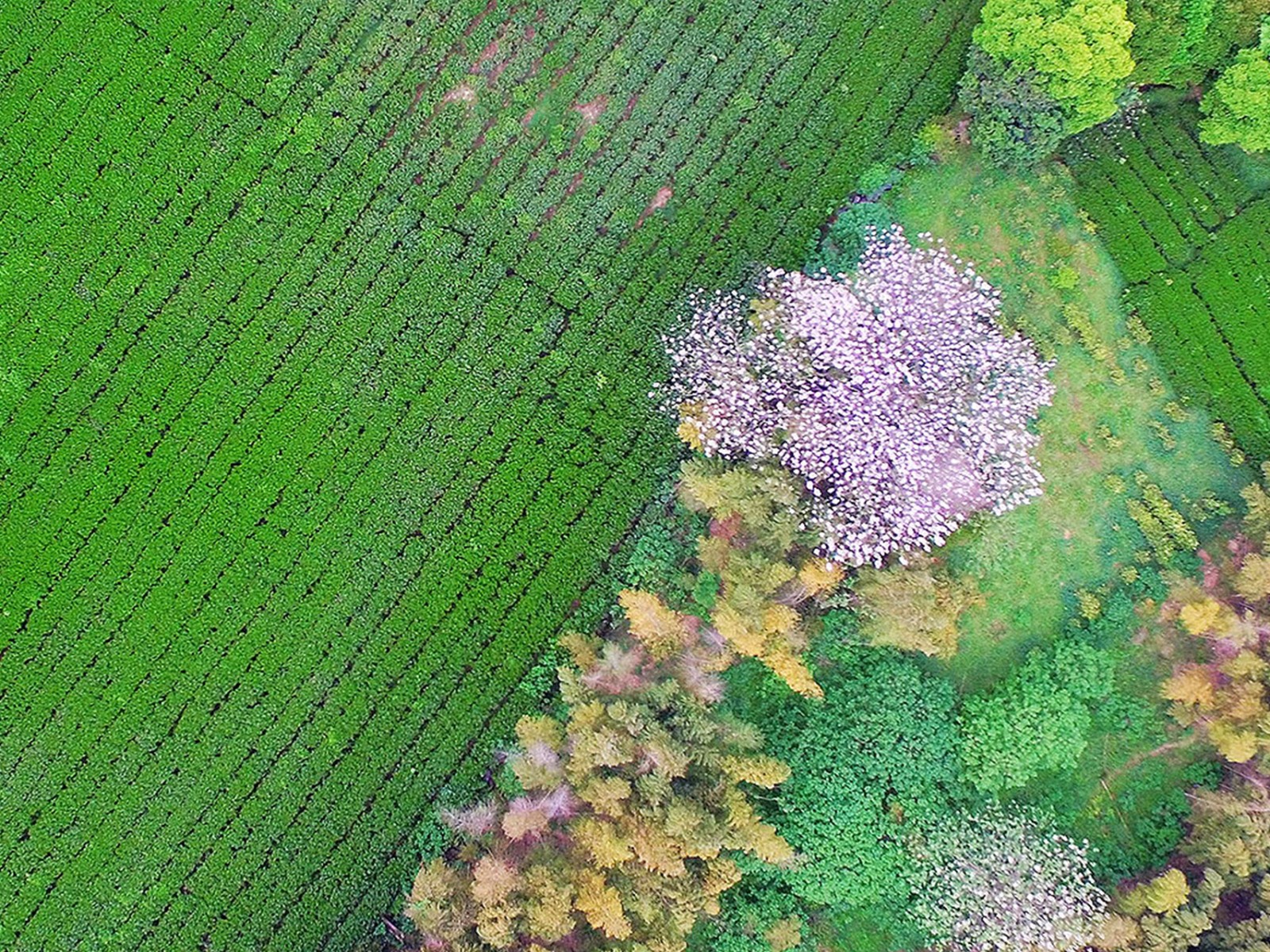 园区远景