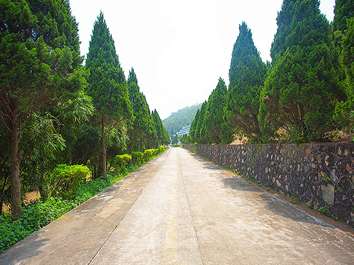 园区道路