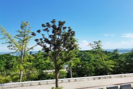 墓区绿植