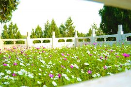 花开遍地